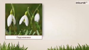 Что такое природное сообщество Природное сообщество – луг | Окружающий мир 3 класс #35 | Инфоурок