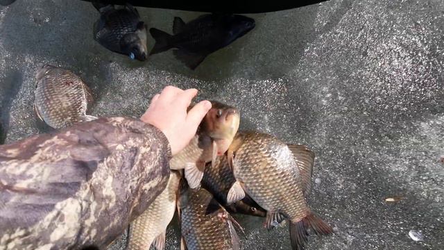 Карасевая рыбалка. Закрытие зимнего рыбацкого сезона 2023. смотреть онлайн