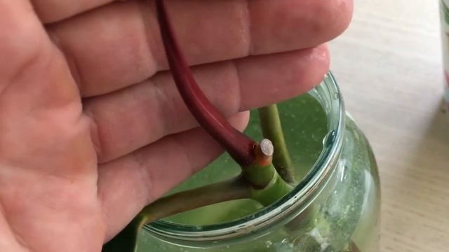 РАЗМНОЖЕНИЕ ФИКУСА ЧЕРЕНКАМИ! смотреть онлайн