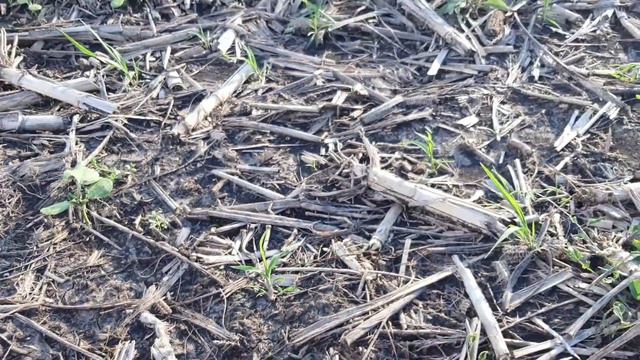 12.06.21 Обробка соняшнику грамініцидом та фунгіцидом смотреть онлайн