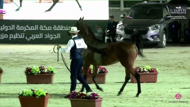 N 83 D JALJALAH The 14th Makkah International Region Championship 2023 by Al Sawary Farm Mare смотреть онлайн