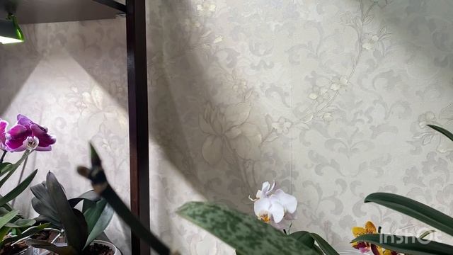 Чудят ли так ваши орхидеи? Прошу помощи? смотреть онлайн