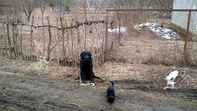 Лабрадор Бой выдержка с котами смотреть онлайн