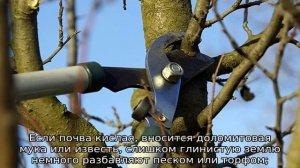 Абрикос Царский