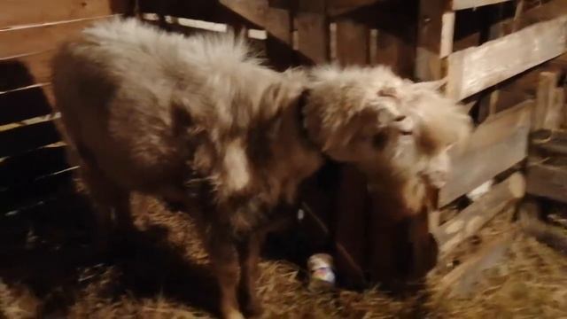 У нас ПОПОЛНЕНИЕ! ☺️Козёл Зааненской породы?Знакомство прошло нормально?? смотреть онлайн