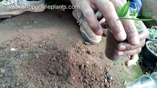 Baby Sunrose plant Propagation from cuttings | Aptenia cordifolia, heartleaf iceplant смотреть онлайн