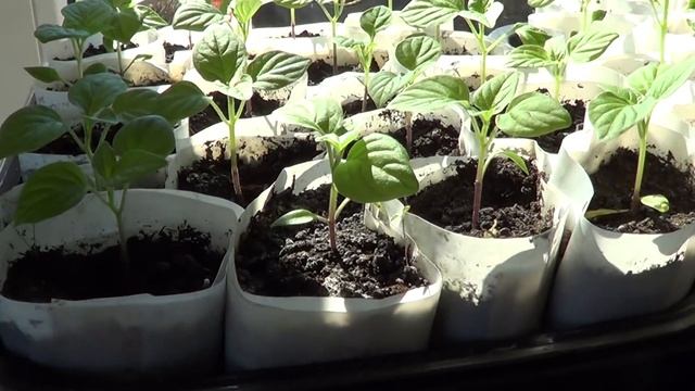 БЫСТРО СЕЕМ ПОМИДОРЫ. смотреть онлайн