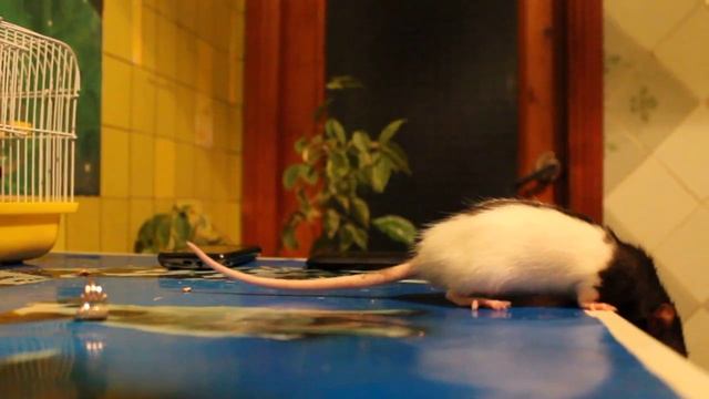 Крыса Маня ворует деньги и золото. Rat Stealing