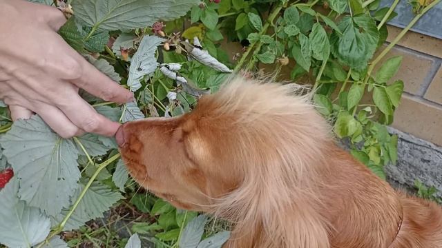 Дора и Ягода малинка ГАВ ГАВ ГАВ смотреть онлайн