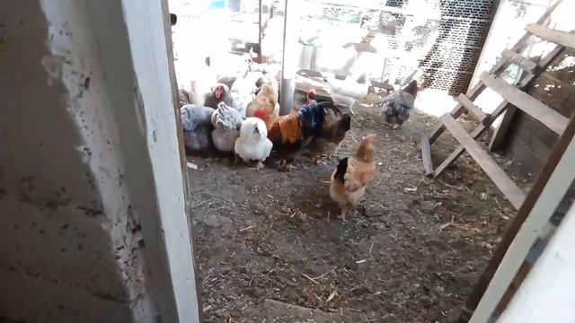 Стало беленько и свежо😊 Гусята не хотят плавать🦢👀 Лучше ремонт чем варка😏😍Живем в своем доме 🏡 смотреть онлайн