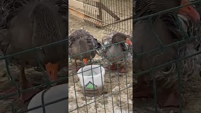 Ставропольские ленточные гуси. Декоративные гуси. смотреть онлайн