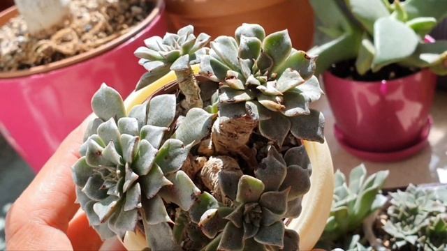 Любимые Суккуленты - Lithops Stephania Pleiospilos и другие.. смотреть онлайн