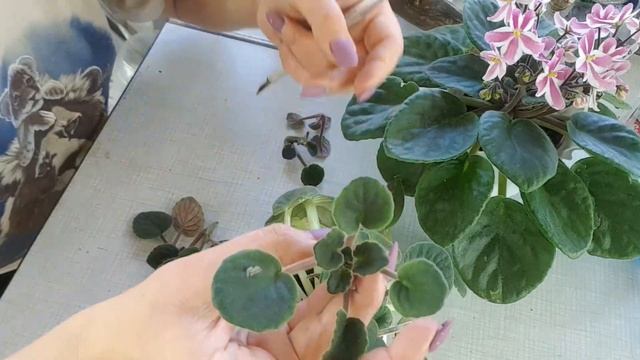 Быстрое и правильное размножение химеры Новая Волна смотреть онлайн