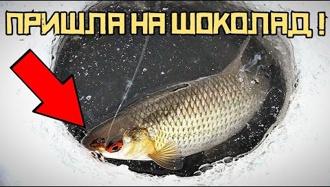 И НАЧАЛОСЬ!!! Активный клёв плотвы на поплавок! Рыбалка в омуте РАДУЕТ! смотреть онлайн