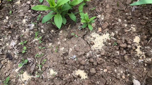 У меня новые. Саженцы хурма россиянка и бадан