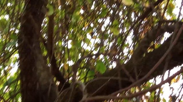 Виноградное дерево Изобелла. смотреть онлайн