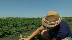 СОРТА КЛУБНИКИ, ПРОВЕРЕННЫЕ НА УРАЛЕ. ОНИ ВАС НИКОГДА НЕ ПОДВЕДУТ!