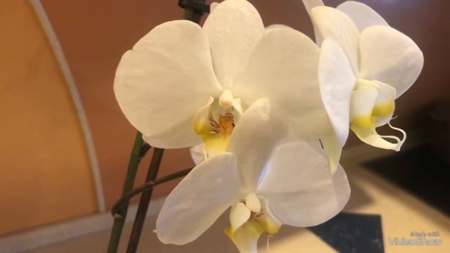 Моя белая Орхидея! Первое домашнее цветение. смотреть онлайн