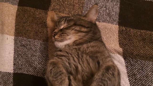 Спящий котик смотреть онлайн