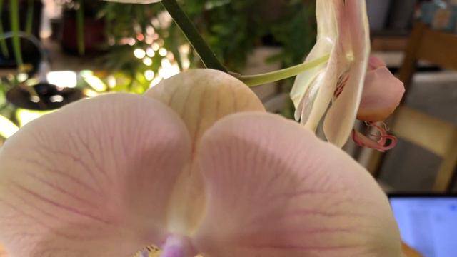 Цветение декабря. Часть 1. Фаленопсисы 🌸 смотреть онлайн