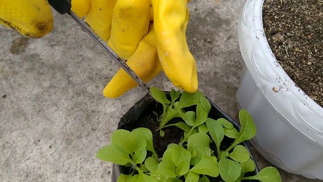 MENANAM BIBIT BUNGA PETUNIA.... смотреть онлайн