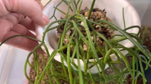 16.02.23  РИПСАЛИС Пересадка