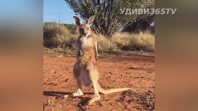 Приколы с животными. Угарные моменты с кенгуру. Fun with animals. Carbon moments with kangaroo. смотреть онлайн