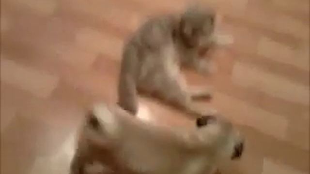 прикол мопсиха и пифа два кента!!! смотреть онлайн