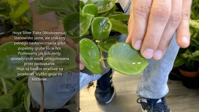 Nie masz ręki do roślin? A więc te rośliny są dla Ciebie! Już łatwiej nie będzie :-) Scandens смотреть онлайн