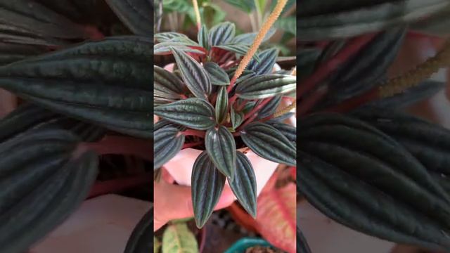 Peperomia Rosso