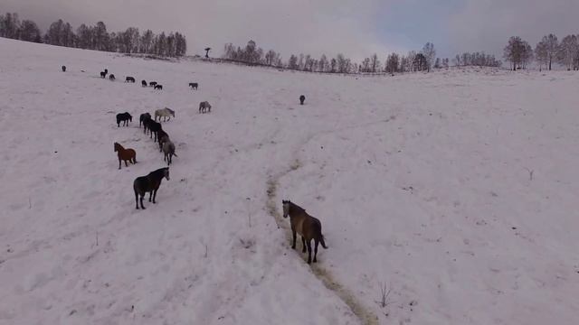Никольское смотреть онлайн