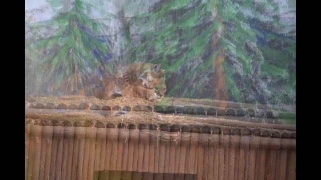 Фото милых животныхи птиц Ярославского зоопарка смотреть онлайн