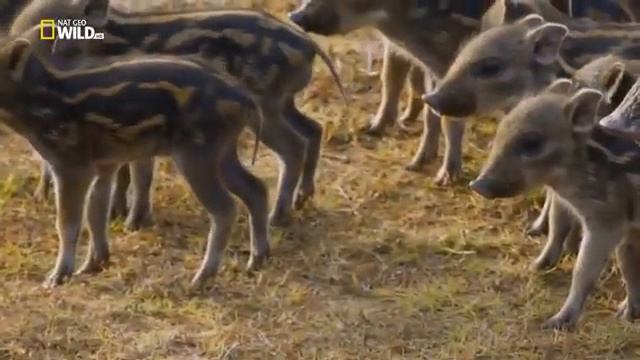 мире животных. Остров муссонов. Королева Яла Den V. смотреть онлайн