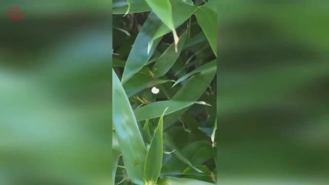 20 НЕОБЪЯСНИМЫХ ФЕНОМЕНОВ ОТ КОТОРЫХ ТЫ ОФИГЕЕШЬ смотреть онлайн