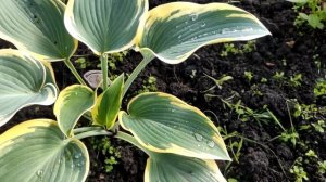 ХОСТЫ / БОЛЕЕ 45 СОРТОВ Хост в Моем Саду / ОБЗОР