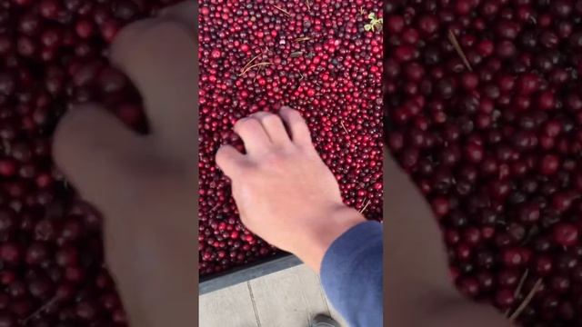 Брусника приехала с Красноярска. Так же сейчас есть замороженная. Мы в Иркутске на базе оптовой