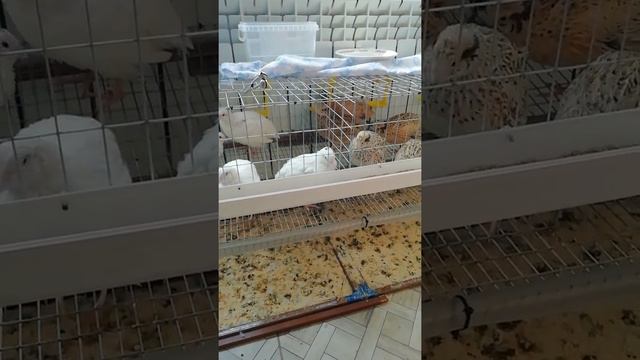 Инкубатор, брудер 2 в 1. Своими руками из детской кроватки. смотреть онлайн