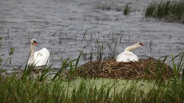 Песня о  заповеднике имени Алёхина Поёт автор Однодворцев Е И