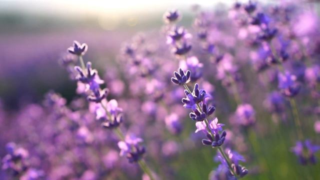 Lavender: Growing Care and Uses for a Fragrant Perennial in Your Herb Garden смотреть онлайн