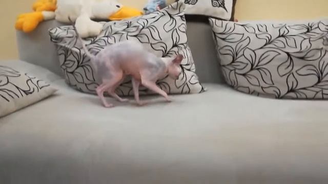 Разговорчивый сфинкс. Сфинкс разговаривает с хозяином. Sphinx talks смотреть онлайн