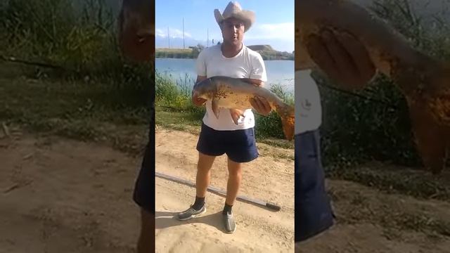 ЛОВЛЯ ТОЛСТОЛОБИКА НА ПЛАНКТОН смотреть онлайн