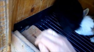 Самка не кроется. Почему крольчиха не идёт в случку. Одна из частых причин.