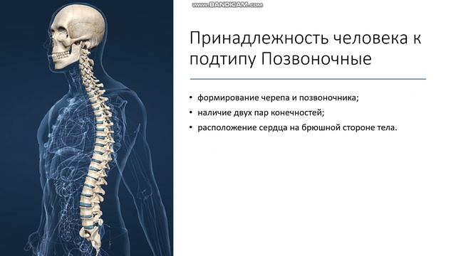 10 класс Доказательства происхождения человека от животных смотреть онлайн