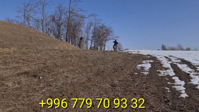 ӨЗГӨНДӨН СЕМИЗ-КӨЛ айылынан 3 ЖАШ ӨСПҮРҮМ чыкты 20.02.2022 смотреть онлайн