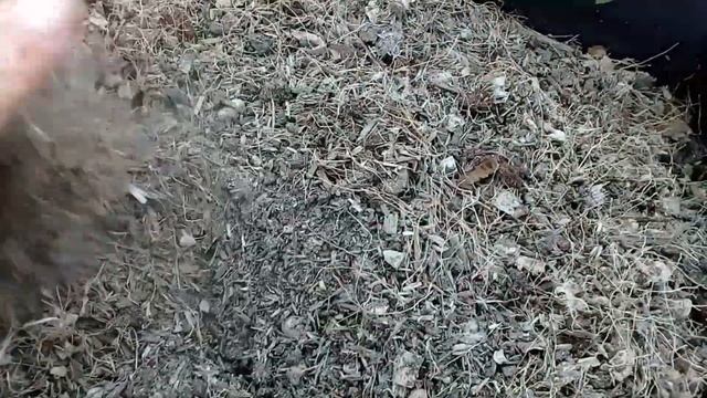 Грунт для выгонки тюльпанов на 8 марта. Эксперимент 2020. смотреть онлайн