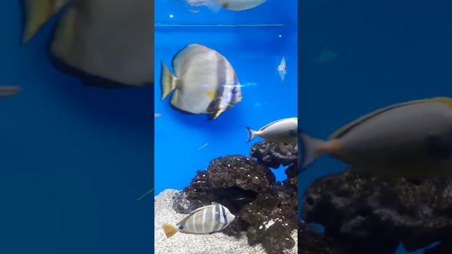 Акварин калинград смотреть онлайн