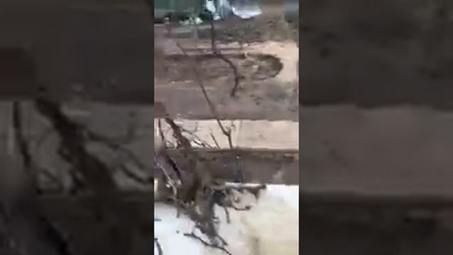 Кишмиш лучистый обзор 5 кустов двухлетнего развития смотреть онлайн