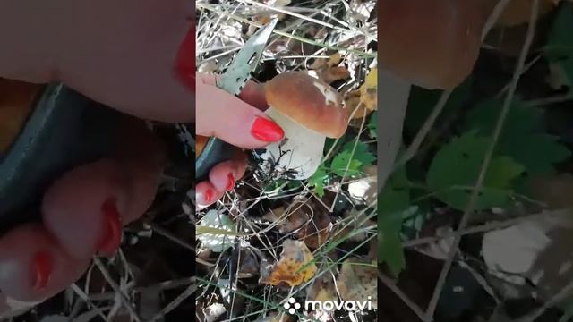 Как лечить бронхит (лес, грибы) смотреть онлайн