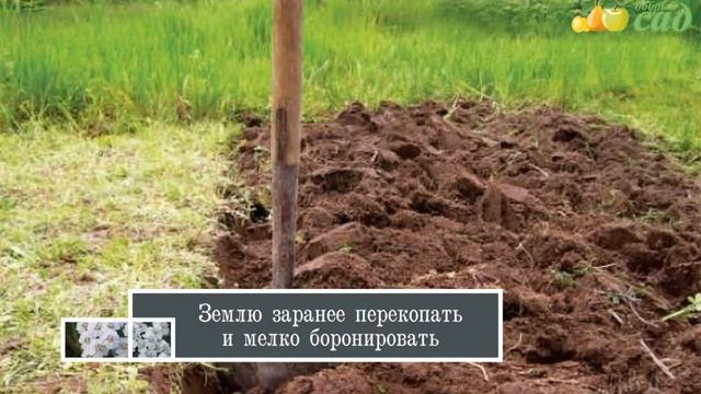 Посадка тысячелистника - как правильно посадить тысячелистник смотреть онлайн