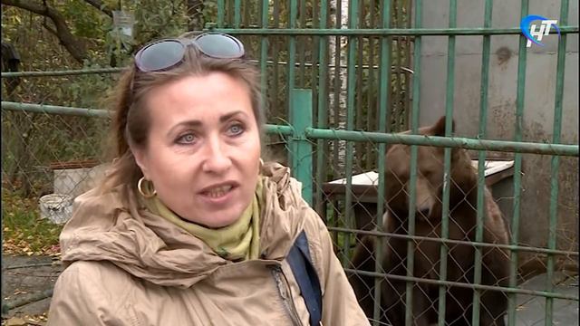 Медведица Маша оказалась брошена на произвол судьбы смотреть онлайн